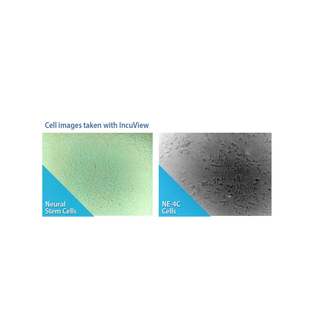 SURETHERM™ CO₂ INCUBATOR SERIES WITH INCUVIEW™ LCI - Image 3