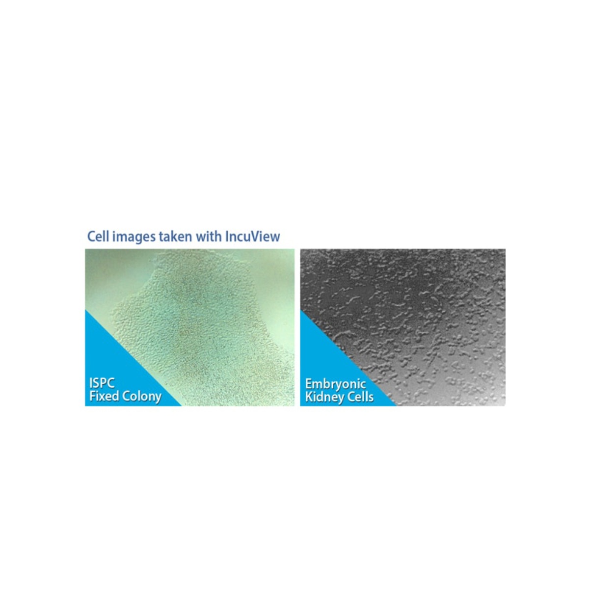 SURETHERM™ CO₂ INCUBATOR SERIES WITH INCUVIEW™ LCI - Image 4